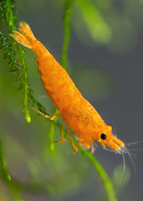 Pumpkin Orange Shrimp