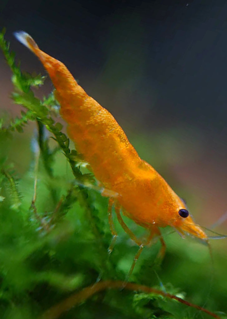 Pumpkin Orange Shrimp