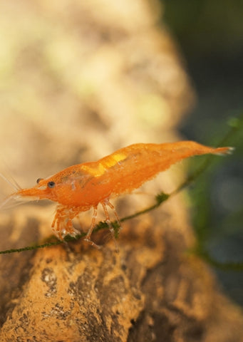 Pumpkin Orange Shrimp