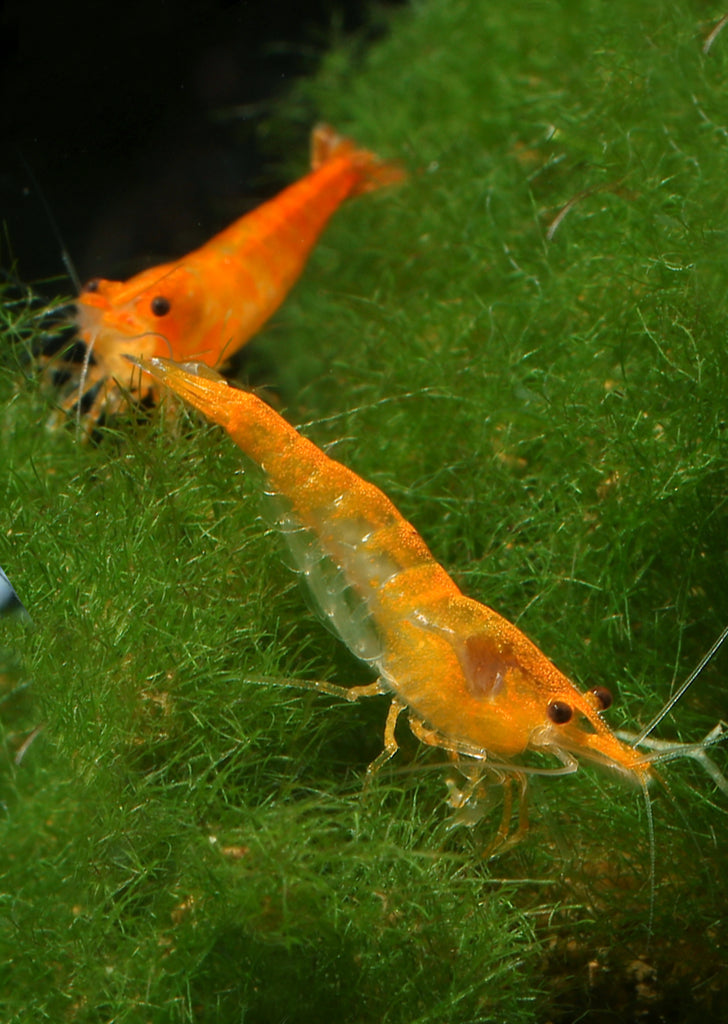 Sunkist Orange