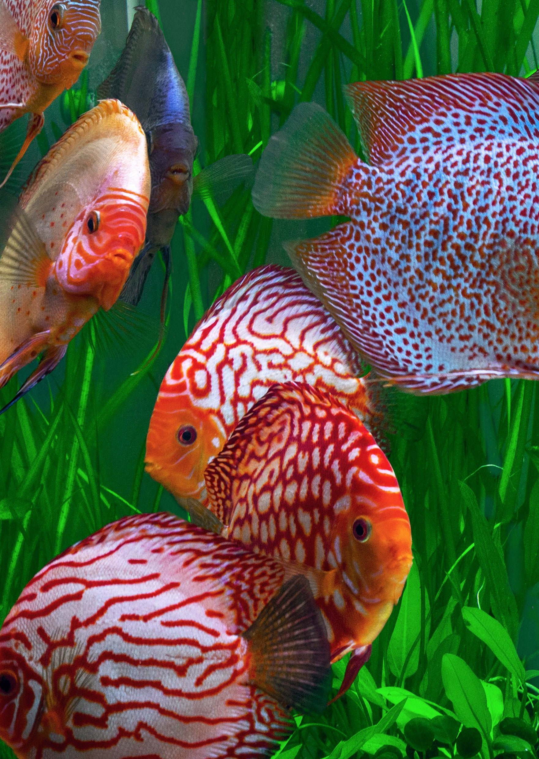 Symphysodon / Stendker Discus Green Angel | Tropische vissen database | G&D Aquaria Symphysodon / Stendker Discus Green Angel | Tropische vissen database | G&D Aquaria