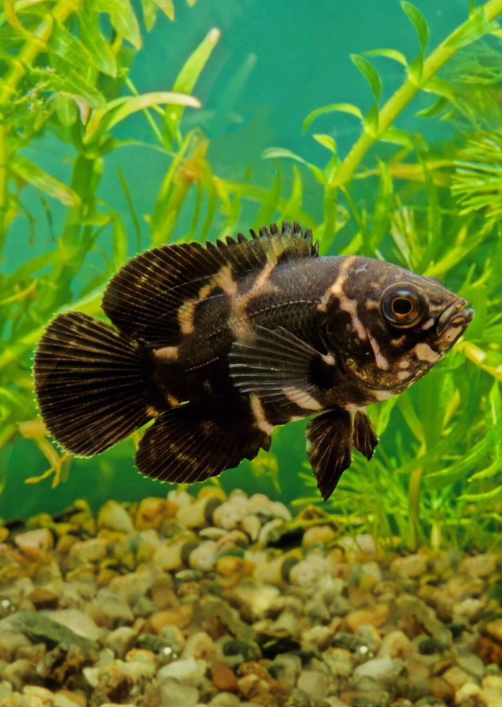Oscar
