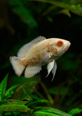 Oscar Albino