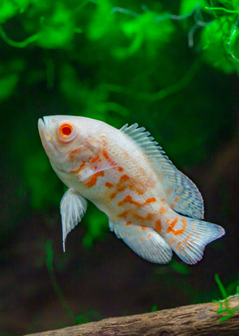 Oscar Albino