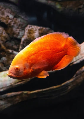 Oscar Chilli Red
