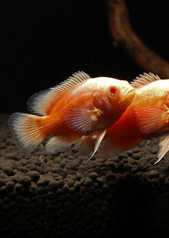 Oscar Chilli Red