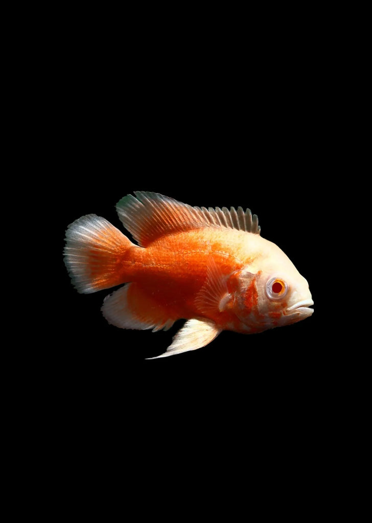 Oscar Chilli Red