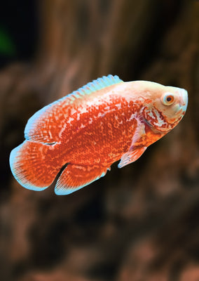 Oscar Tiger Nemo
