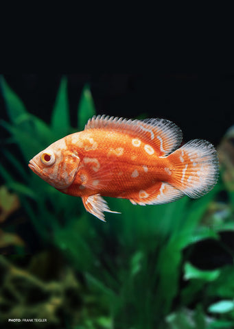 Oscar Tiger Nemo