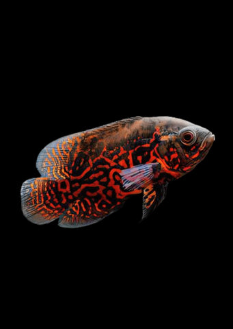 Oscar Red Leopard