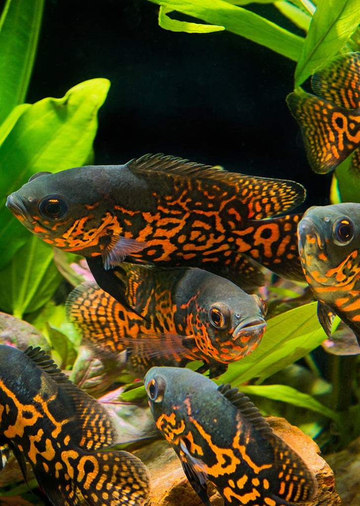 Oscar Red Leopard