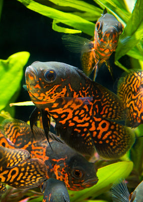 Oscar Red Leopard