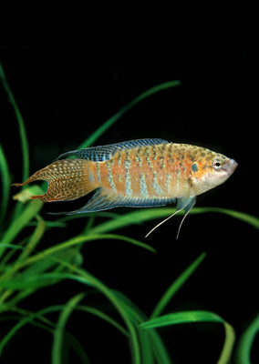 Paradise Fish