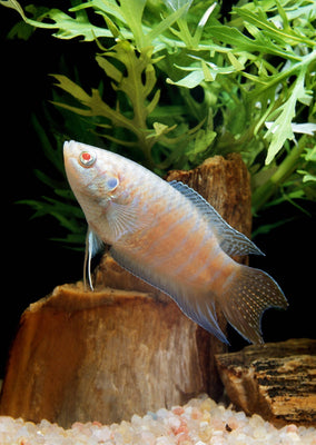 Paradise Albino