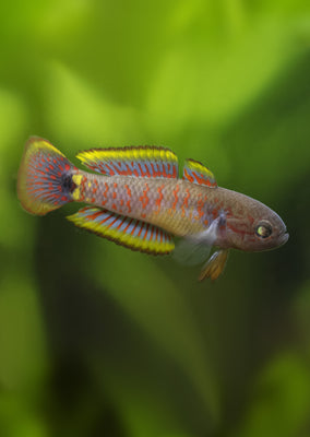 Peacock Goby