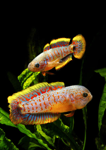 Peacock Goby