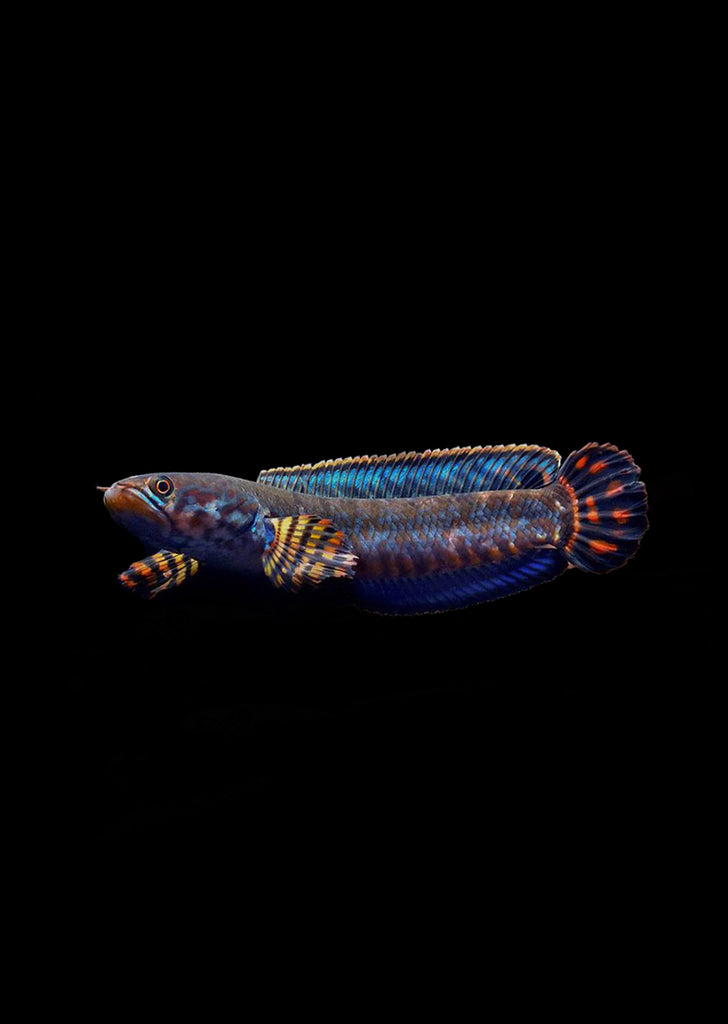 Peacock Snakehead