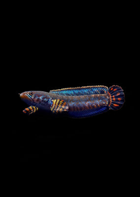 Peacock Snakehead
