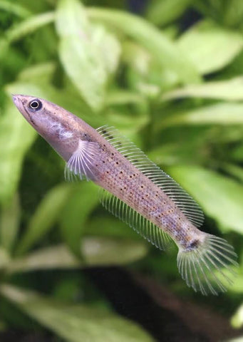 Peacock Snakehead
