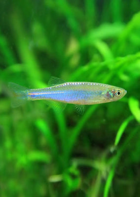 Pearl Danio