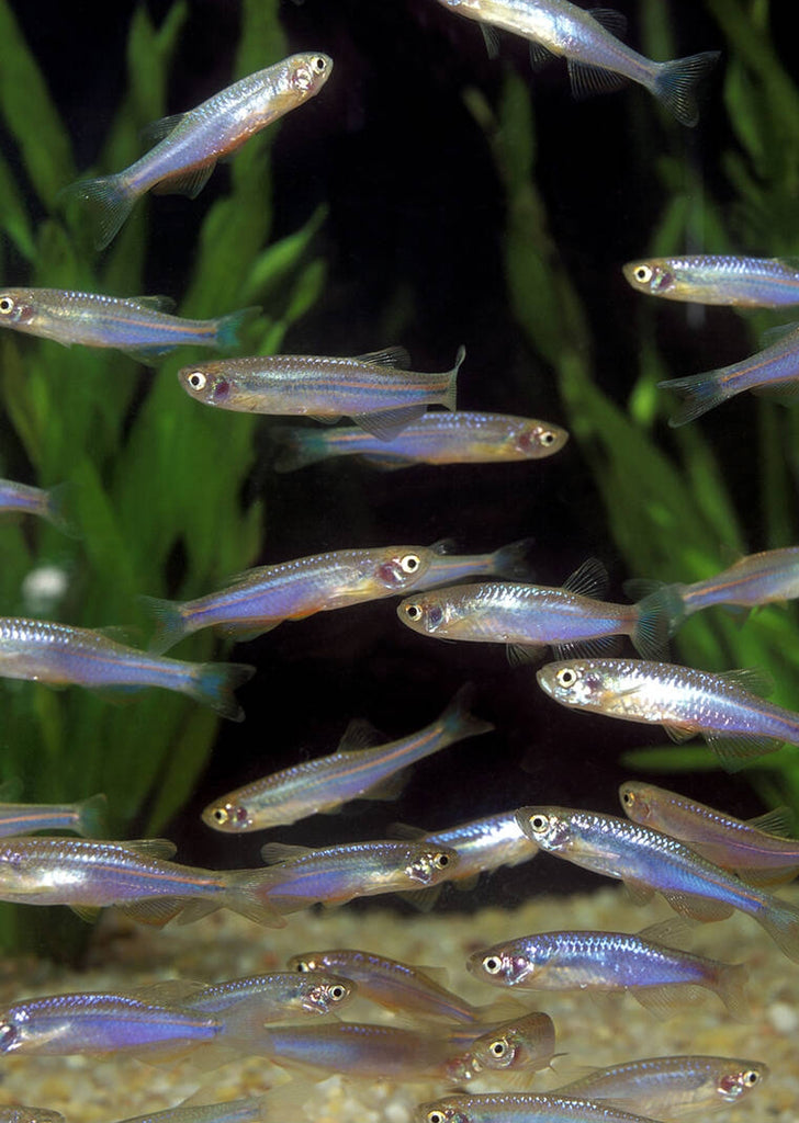 Pearl Danio
