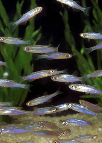 Pearl Danio