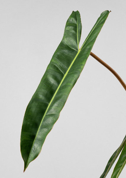 philodendron billietiae juvenile Philodendron billietiae | Jungle & Terrarium Plants UAE