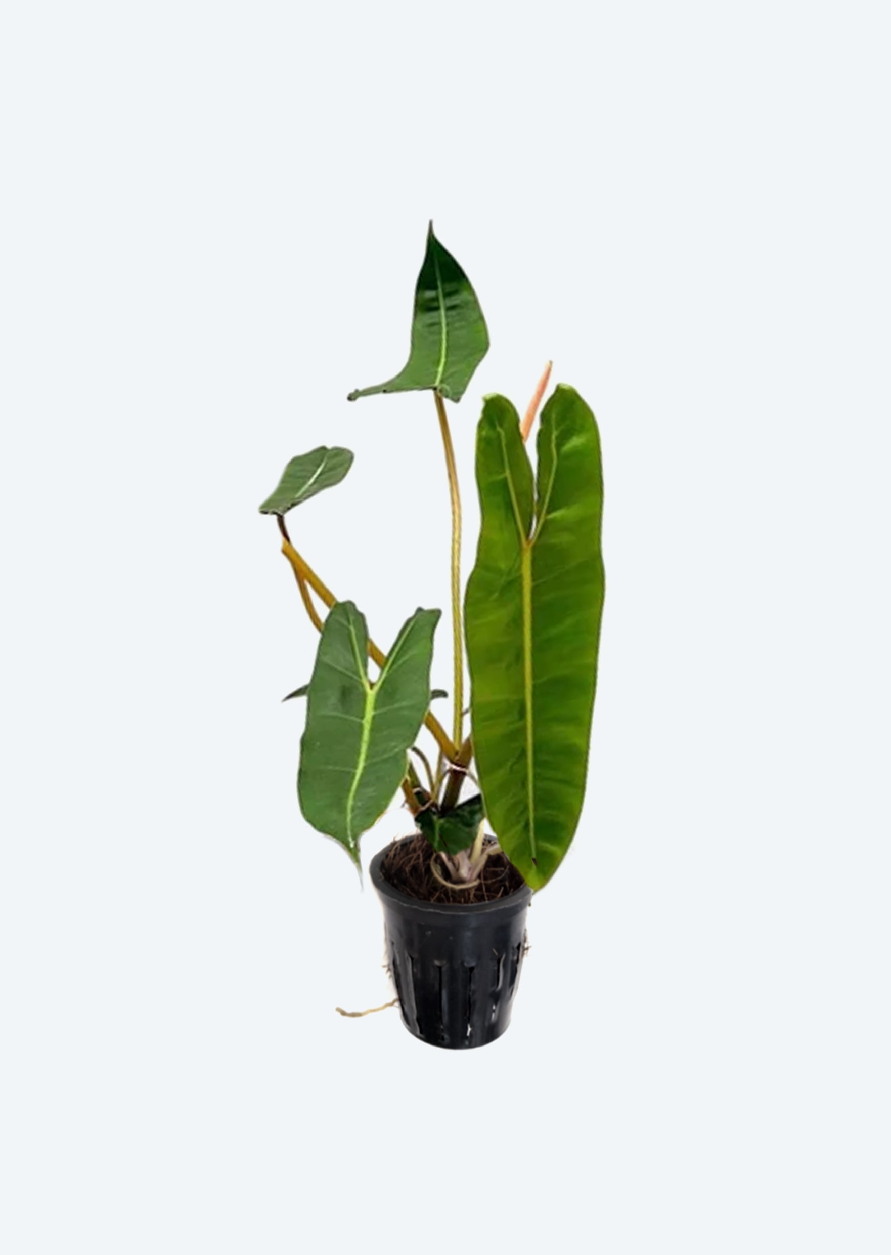philodendron billietiae juvenile Philodendron billietiae | Jungle & Terrarium Plants UAE