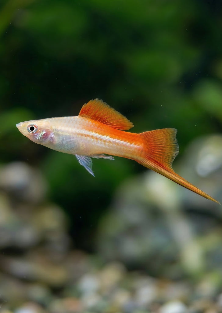 Pineapple Swordtail
