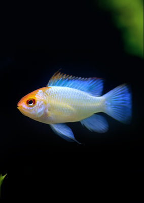Platinum Golden Head Ram