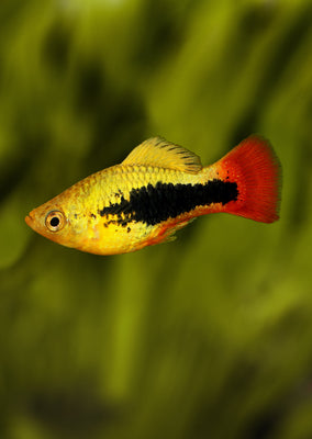 Hawaii Platy