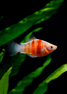 Tiger Platy