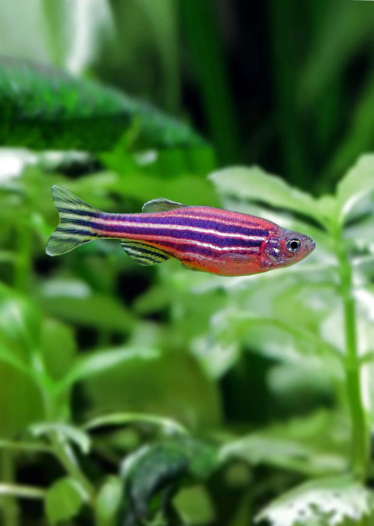 Zebra Purple Danio