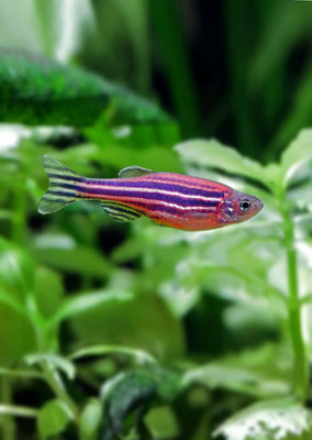 Zebra Purple Danio