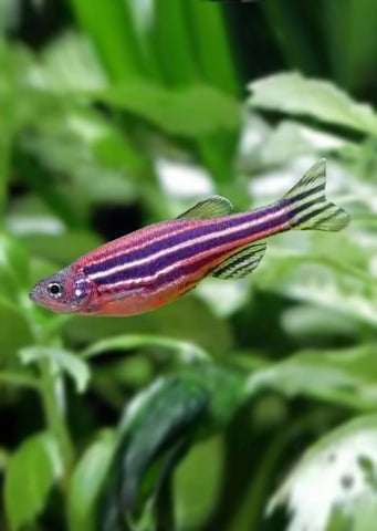 Zebra Purple Danio