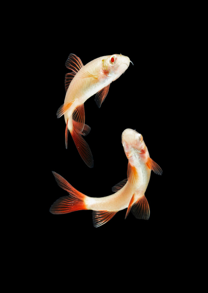 Rainbow Shark Albino
