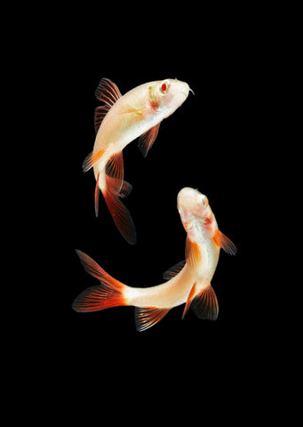 Rainbow Shark Albino