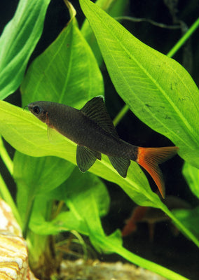 Rainbow Shark Black