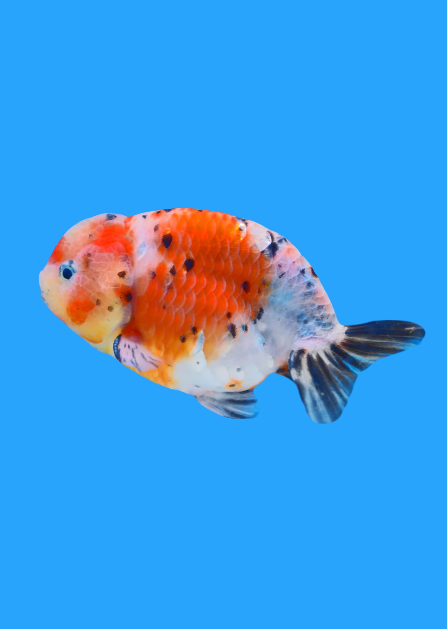 Ranchu Calico | Live Tropical Fish UAE | Discus.ae