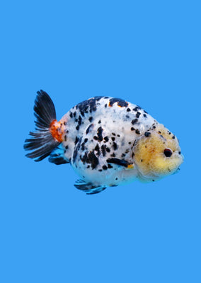 Ranchu Cow