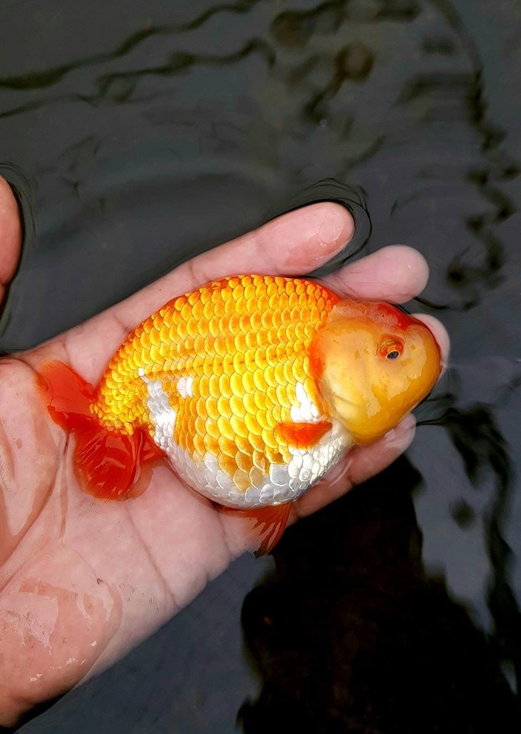 Ranchu Red & White | Live Tropical Fish UAE | Discus.ae