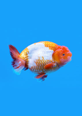 Ranchu Red & White