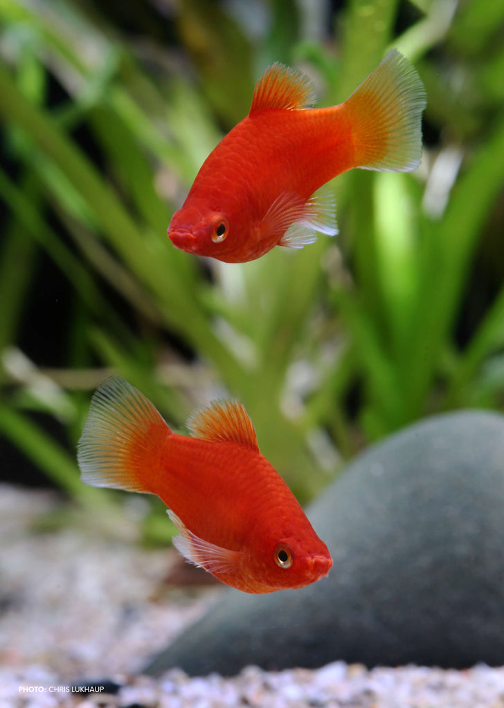 Red Coral Platy