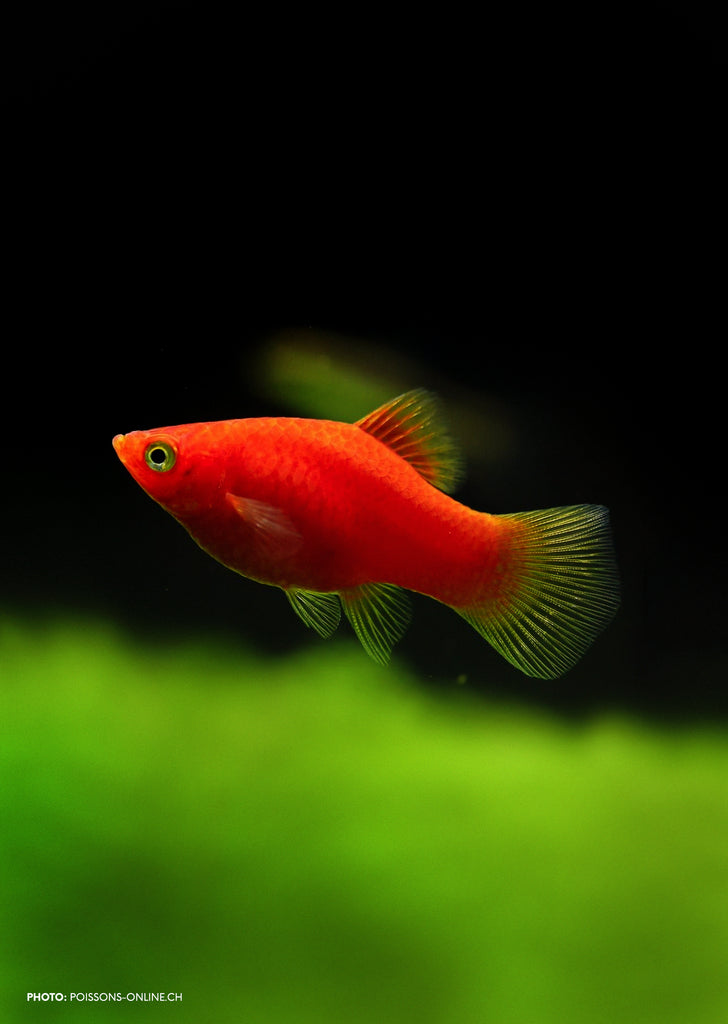 Red Coral Platy