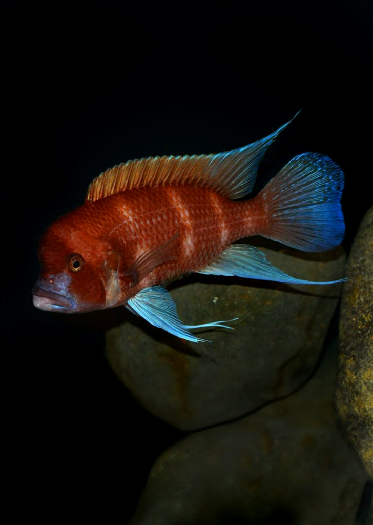 Red Frontosa