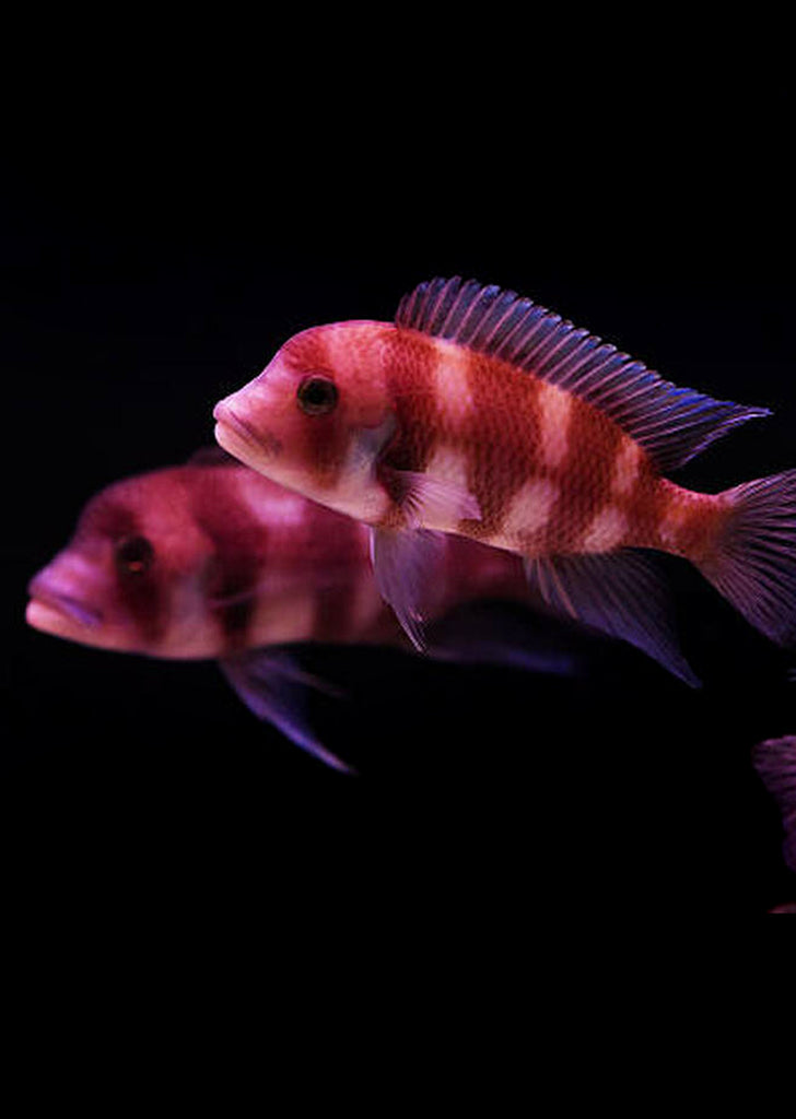 Red Frontosa