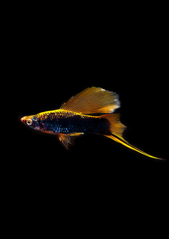 Hamburg Sailfin Swordtail (High Grade)