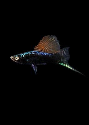 Hamburg Sailfin Swordtail (High Grade)