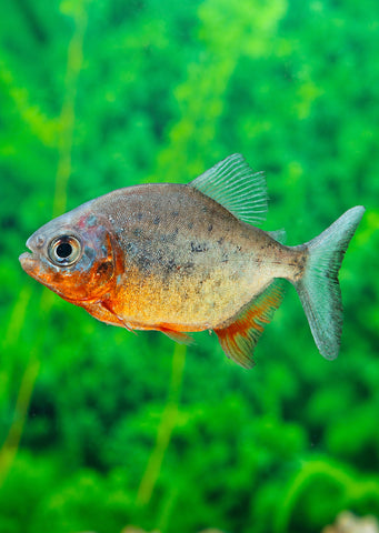Red Pacu