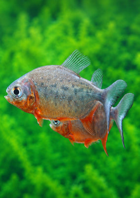 Red Pacu
